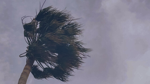 Low angle view of a single palm tree bending under a strong wind during a tropical storm with dark grey overcast clouds covering the sky in hurricane weather