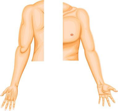 Upper Limb Regions Anatomy Diagram with Anatomical Labels, Medical illustration