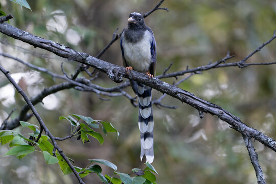 Juvenile Red-billed Blue Magpie Perched on Forest Branch