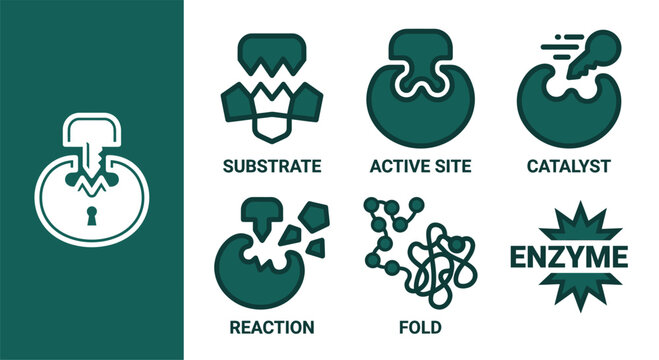 Minimal monochrome dark teal enzyme icon set featuring substrate, active site, catalyst, chemical reaction, protein fold, and enzyme text labels on a clean white background. Flat vector.