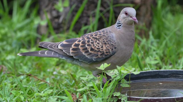 Oriental Turtle Dove Walking Beside Water Bowl on Green Grass