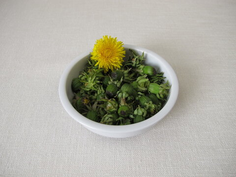 Freshly picked green dandelion buds in a small bowl