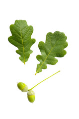 Two green Oak tree leaves with a pair of green acorns (glands) © Maxal Tamor