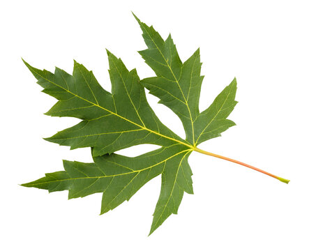 A grean Maple tree leaf on white background