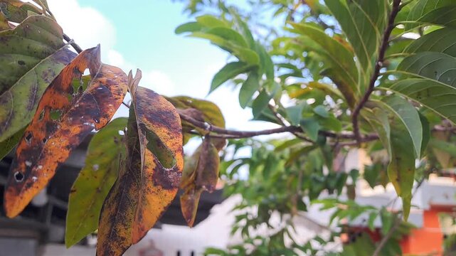 Unhealthy soursop tree with dry yellow spotted leaves and holes in home garden. Plant disease, failed harvest, drought, agriculture problem, crop damage, gardening concept