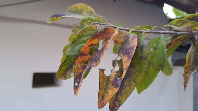 Unhealthy soursop tree with dry yellow spotted leaves and holes in home garden. Plant disease, failed harvest, drought, agriculture problem, crop damage, gardening concept