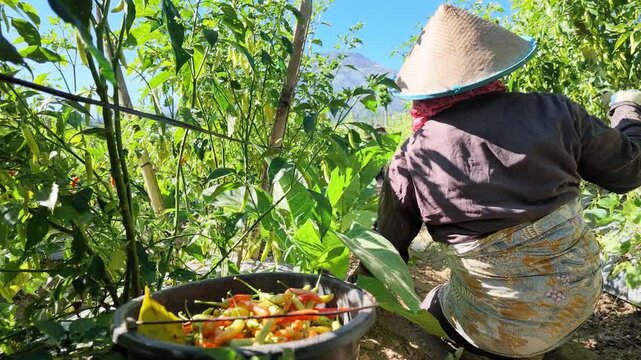 Farmers harvest chili plants