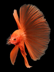 A striking portrait of a vibrant orange-red Halfmoon betta fish, displaying its elaborate, flowing tail fins against a deep black studio background, 17 july 2026 Indonesia © Adi