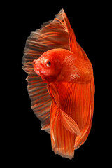 A striking portrait of a vibrant orange-red Halfmoon betta fish, displaying its elaborate, flowing tail fins against a deep black studio background, 17 july 2026 Indonesia © Adi