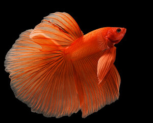 A striking portrait of a vibrant orange-red Halfmoon betta fish, displaying its elaborate, flowing tail fins against a deep black studio background, 17 july 2026 Indonesia © Adi