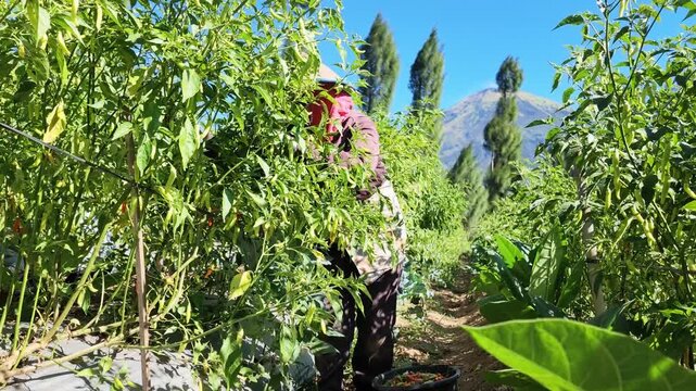 Farmers harvest chili plants