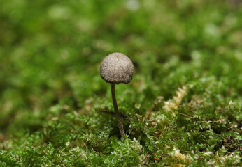 苔の間から鱗片に覆われた小さな灰褐色のクヌギタケ科キノコ（日本自然菌・キノコ生態マクロ撮影） © SAIGLOBALNT