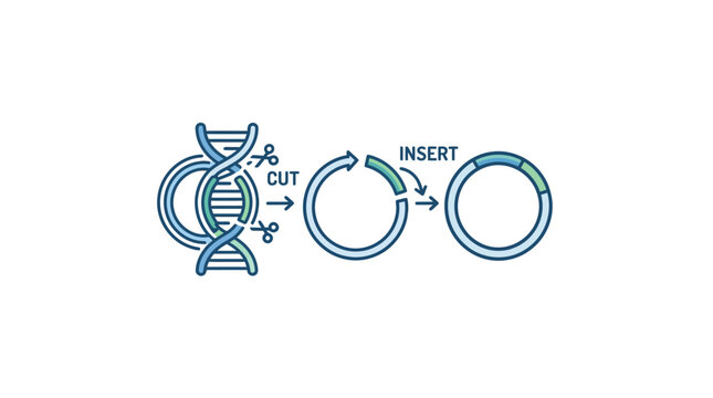 Genetic Engineering Process and DNA Modification Diagram