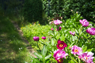 Obraz premium Peony flowers in garden