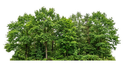 Lush green forest canopy with diverse trees and dense foliage © Sapphire