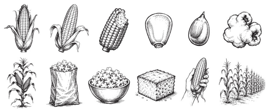 Various hand-drawn corn illustrations showcase different forms of the crop, from whole cobs to individual kernels and popcorn, presented in a vintage sketch style on a white background