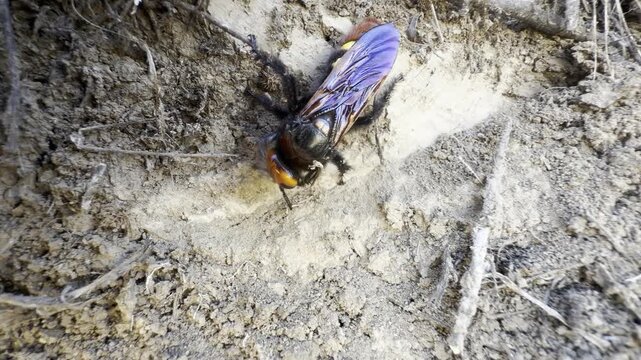 Macro close-up of a mammoth wasp, Megascolia maculata, digging at a burrow in a sandy bank, its orange head and iridescent blue wings lit by bright summer sun