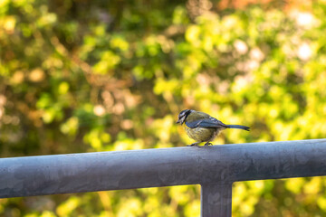 blue tit on a balcony © Alicja Wójcik