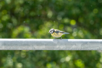 bird on a fence © Alicja Wójcik