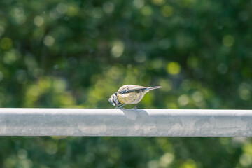 bird on a fence © Alicja Wójcik
