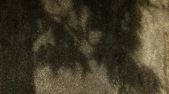 Dappled Sunlight and Tree Leaf Shadows Dancing on Textured Wall Surface, Komorebi Light Pattern Nature Background