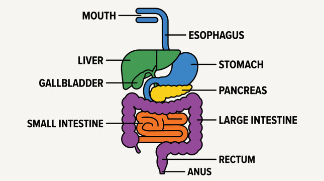 Human Digestive System Full Diagram