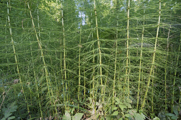 Obraz premium some sterile plants of field horsetail or common horsetail in summertime
