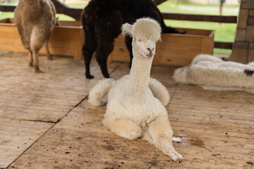 Obraz premium alpaca resting in its cot