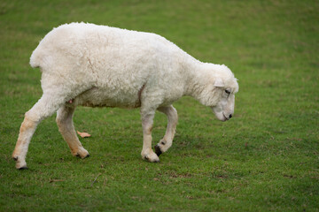 Obraz premium sheep walking in grass field