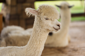 Obraz premium close up alpaca resting in cot