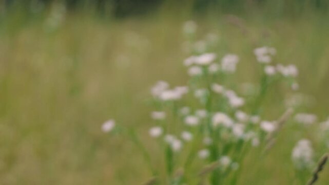Close-up of Grass with Forest Background
