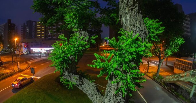 City Street Night Traffic Light Trails Timelapse: Urban Intersection with Large Foreground Tree Trunk and Overpass Bridge View - Wide Angle Shot