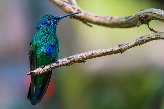 Violet-bellied Hummingbird perched on a branch in the Bellavista Cloud Forest, Ecuador