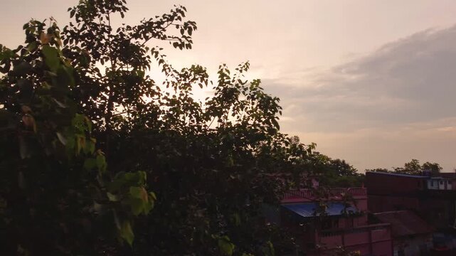 Golden sunset peeking through lush green tree foliage over rooftops.