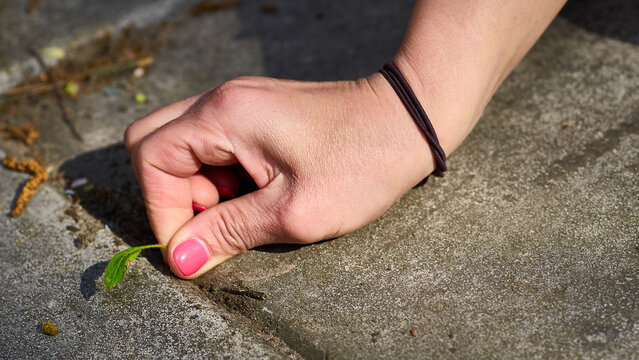 Cleaning.Women hand pulls weeds out of yard concrete slabs
