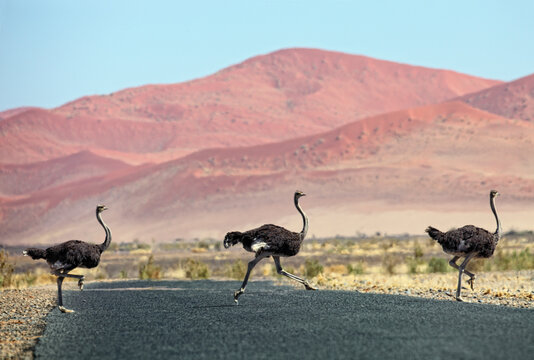 Namibia, Etosha National Park, three wild male ostrichs crossing a road