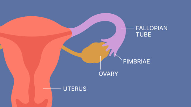 Human Fallopian Tube Anatomy Illustration