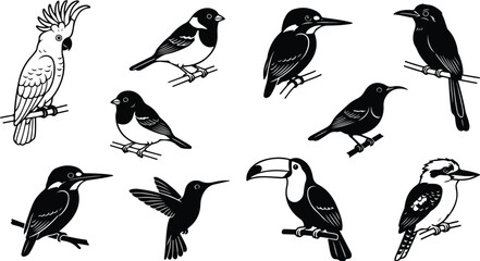 Vintage bird silhouette vector set, black and white tropical bird illustrations, collection of 10 exotic avian species for nature branding and design © Sidra