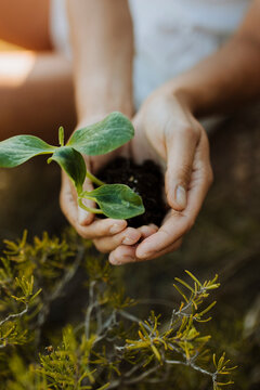 Woman holding plant sapling
