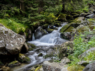 A long exposure photograph capturing the smooth, silky flow of a wild mountain stream as it cascades over moss-covered rocks within a dense coniferous forest in the Retezat Mountains, Romania. © paulmalaianu