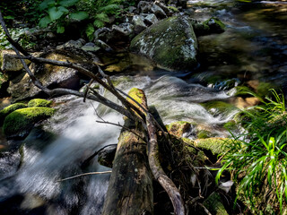 A long exposure photograph capturing the smooth, silky flow of a wild mountain stream as it cascades over moss-covered rocks within a dense coniferous forest in the Retezat Mountains, Romania. © paulmalaianu
