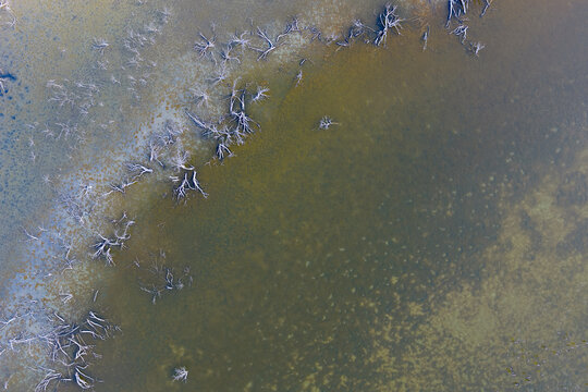 Aerial view of flooded wetland with dead submerged trees