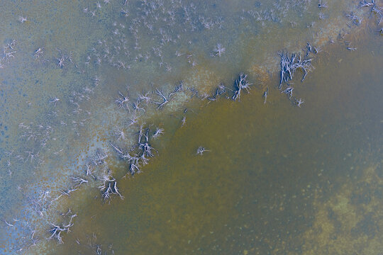 Aerial view of flooded marshland with dead trees