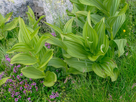 A macro, detailed photograph of Veratrum album (white hellebore), showcasing its vibrant, lush green, pleated leaves nestled among purple-pink wildflowers in an alpine meadow in the Retezat Mountains,