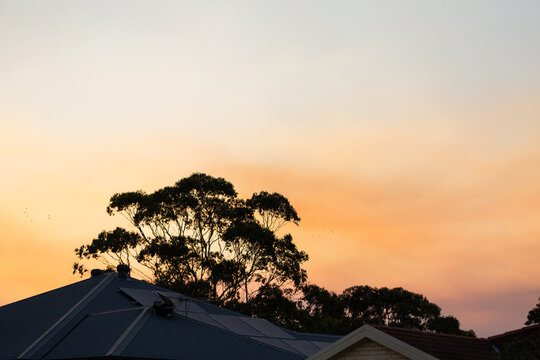silhouetted gum trees behind house roof with solar panels on it at dusk