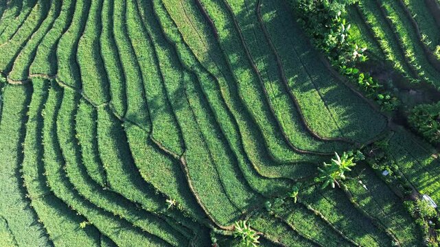 Aerial drone view of stunning terraced rice fields in Wonosobo, Central Java, Indonesia