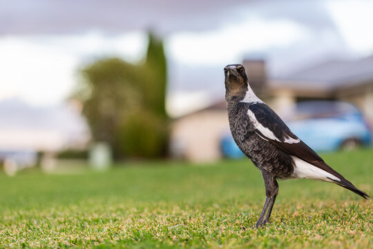 young Australian magpie bird standing on front lawn grass od suburban home