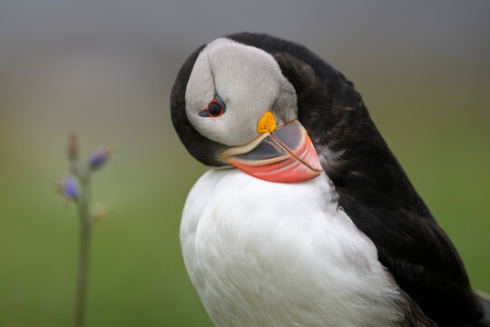 Close up portrait of a puffin preening in Scotland