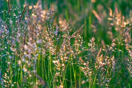 Backlit tall grass in a meadow at forest edge in Wuerzburg