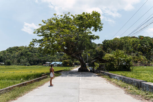 Woman stands on a rural road looking at an iconic tree in Bohol